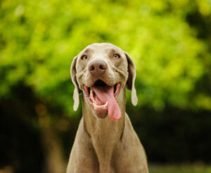 happy dog with tongue wagging